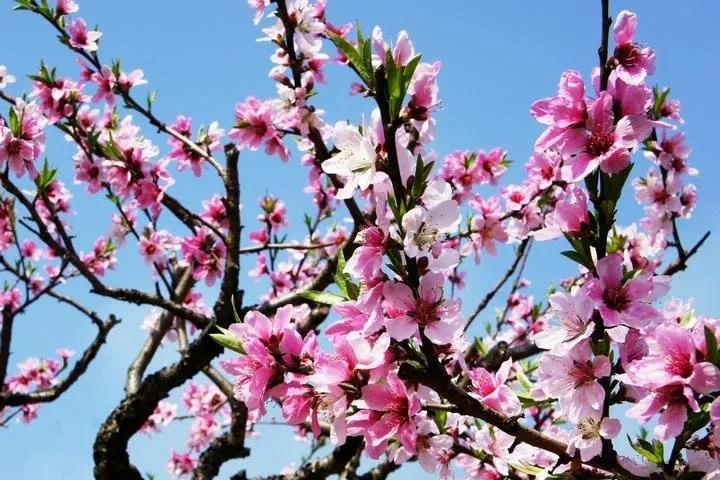 2020年三八婦女節，久久久久无码精品国产AV蜜桃1不一樣！