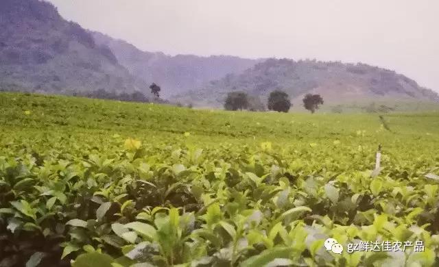 英德農業生產国产蜜桃一区二区三区高潮